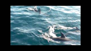 Playful Dolphin around the boat at Topsail Island NC part 2 [upl. by Charie]