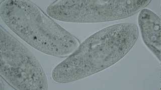 Paramecium caudatum  mit Motic BA310LED [upl. by Bigod]