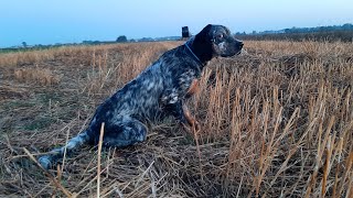 English setters MonunIagoShkurtëzQuaglia hunting pasión caccia [upl. by Rayham]