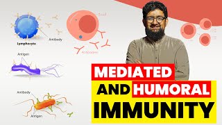 Cell Mediated and Humoral Immunity [upl. by Philipa]