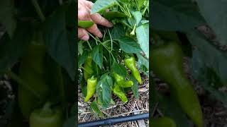 The Cubanelle Pepper Plant Is Loaded With Peppers shorts [upl. by Arezzini661]