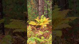 Moshannon State ForestQuehanna Wild Area keystonehiker mothernature hiking nature camping [upl. by Nwahsid833]