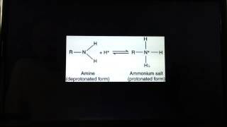 Protonation of amino acids [upl. by Einneb]