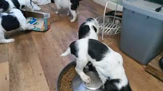 springer spaniel pups at 7 weeks [upl. by Yor]