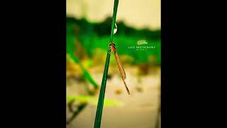 Damselflies হলো ওডোনাটা ক্রমে সাবঅর্ডার জাইগোপ্টেরার উড়ন্ত পোকা । nature naturephotography [upl. by Alfred]