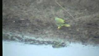 African Greenpigeon Treron calva [upl. by Ardnasil]