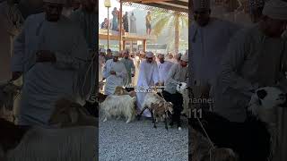 friday Today Nizwa 1 Goat Sell Omani 200 Riyal [upl. by Aryajay649]