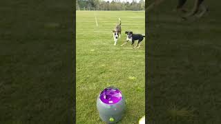 The PetSafe Automatic Ball Launcher [upl. by Eaves]