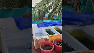 Update tha farm guppyvalarthal seafood farming aquarium guppyfishpond parrotdiet fishtank [upl. by Annahc]