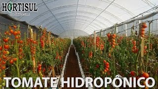 Tomate Hidroponico  Hortisul [upl. by Rossuck629]