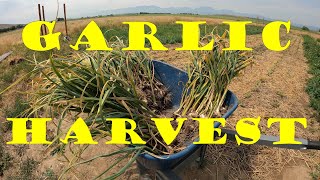 Harvesting over 100 Heads of Garlic  Montana Zemo amp Inchelium Red [upl. by Reffotsirhc]