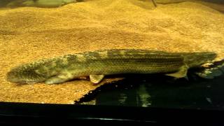 Polypterus lapradei koliba [upl. by Monroe]