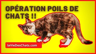 Opération Poils de Chats 3 étapes pour enlever TOUS les poils de chats [upl. by Mad]