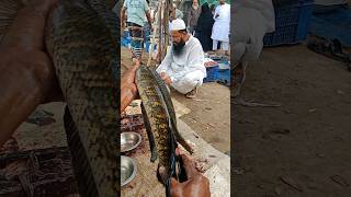 Excellent 🐟Shol Fish cutting skills in Local Fish Market Part 321 shorts [upl. by Gorski]