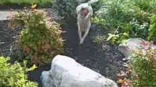 Jack Russell Terrier Peeing While Walking on Front Legs [upl. by Atinrehs]