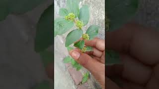 bhringraj ka paudha village videoyoutube short viral [upl. by Malcom558]