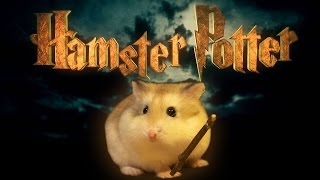 Hamster Potter  Harry Potter with Hamsters [upl. by Quent]