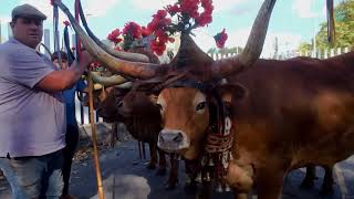 Desfile de candidatos a posta Barrosã e Minhota [upl. by Shaner714]