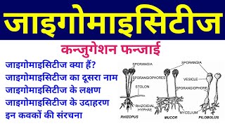 जाइगोमाइसिटीज  zygomycetes  Conjugation Fungi  phycomycetes in hindi  lower fungi or algal fungi [upl. by Drarej471]