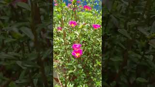 Portulaca Grandiflora Plant  Moss Rose patturose garden plantas shorts houseplants [upl. by Jane]