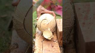 Fantastic style of opening coconut shells [upl. by Daney]