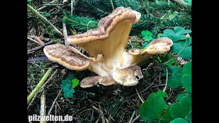 Riesenporling Meripilus Giganteus Agaricus Aequivocus Flabellopilus Giganteus Grifola Gigantea [upl. by Emiaj]