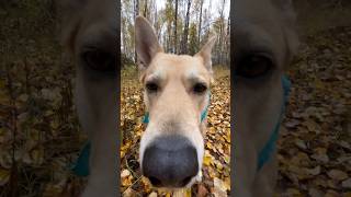 Daisy Autumnal Sojourn Part Two dogshorts daisydog huskylife [upl. by Ytsenoh]