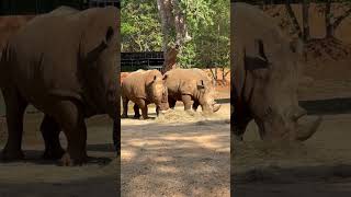 Rhinoceros🦏 rhinoceros animal animals petsvlog minivlog wildanimals ytshorts viral shorts [upl. by Aneeres626]