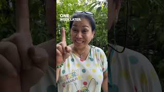 How to plant Loofahs from seeds 🌱 loofah seeds shorts [upl. by Wileen]