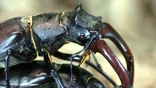 Lucanus cervus mating [upl. by Earehs]