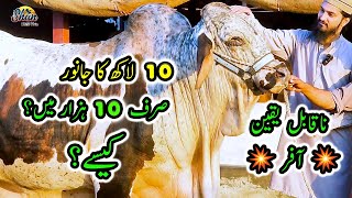 Itni Achi Offer Is Season Main Kisi Ne Nahi Di  Shan Cattle Farm  Cattle Market Karachi [upl. by Michelsen]