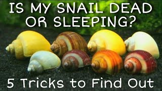 Is My Snail Dead Alive or Resting Mystery Snails Nerites Ramshorn Snails  More Care amp FAQs [upl. by Carie885]