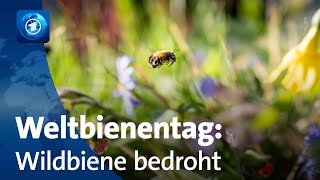 Wissenschaftlerinnen warnen vor Bienensterben [upl. by Duomham]