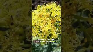 Rhodiola The Herb for Stress and Mental ClarityRhodiola AdaptogenicHerb StressRelief [upl. by Shandeigh54]