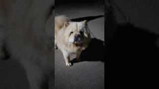 Chow Chow Dog 🐕dogbreed cutepuppy [upl. by Josepha]