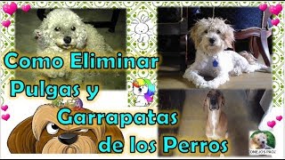 Como eliminar pulgas y garrapatas de los perros  Mascotas [upl. by Nihahs]