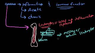 18  Overview of Inflammation  What is Calor Rubor Tumor Dolor Functio Laesa [upl. by Ravel]