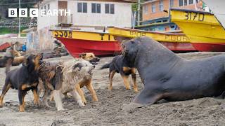 Sea Lions vs Dogs  4K UHD  Mammals  BBC Earth [upl. by Essa]