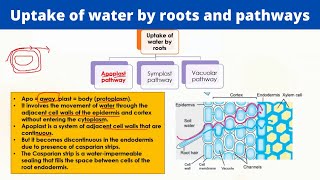 Uptake of water by roots and pathways  Symplast Apoplast and Vacuolar pathways [upl. by Katzen]