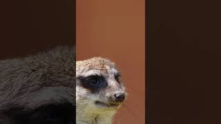 Meerkatsshortshumanitiessciencenaturalexplorationanimalenvironmentlifeoriginaldocumentary [upl. by Shanna]