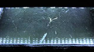 Radium hands in cloud chamber 1080p [upl. by Roter952]