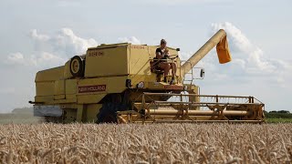 Classic Combine  New Holland Clayson 8060 cabrio  Classic wheat harvest  1970s combine [upl. by Igic]