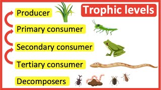 Trophic levels  Producer primary consumer secondary consumer tertiary consumer amp decomposers [upl. by Akinorev]