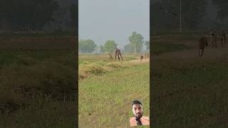 Ooo Teri villagelife song farming motivation [upl. by Amado]