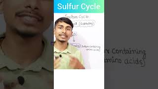 Sulfur Cycle in 60 Seconds  Basic Concept  What is sulfur Cycle in hindi neet2022 [upl. by Ecinrahs628]