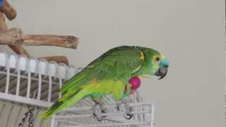 Best of Nelly Blue Fronted Amazon Parrot [upl. by Langdon]