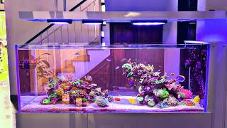 INSANE Peninsula Style Reef Tank Setup [upl. by Obel]