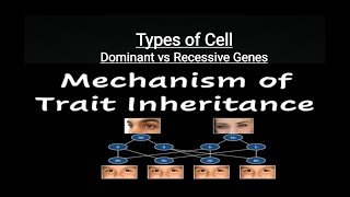 Dominant Gene and Recessive Gene  Genetics  Types of Cells  Homozygotes amp Heterozygotes [upl. by Jann]