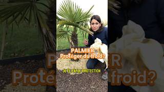 Comment hiverner un palmier jardin arbre palmier palmeiras tree froid hiver protection gel [upl. by Hsenid]