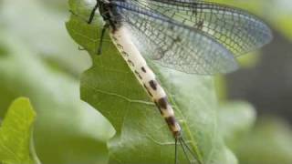 Mayfly  a life story [upl. by Heti747]